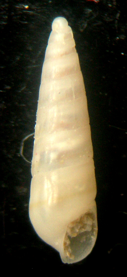 eulimella unifasciata